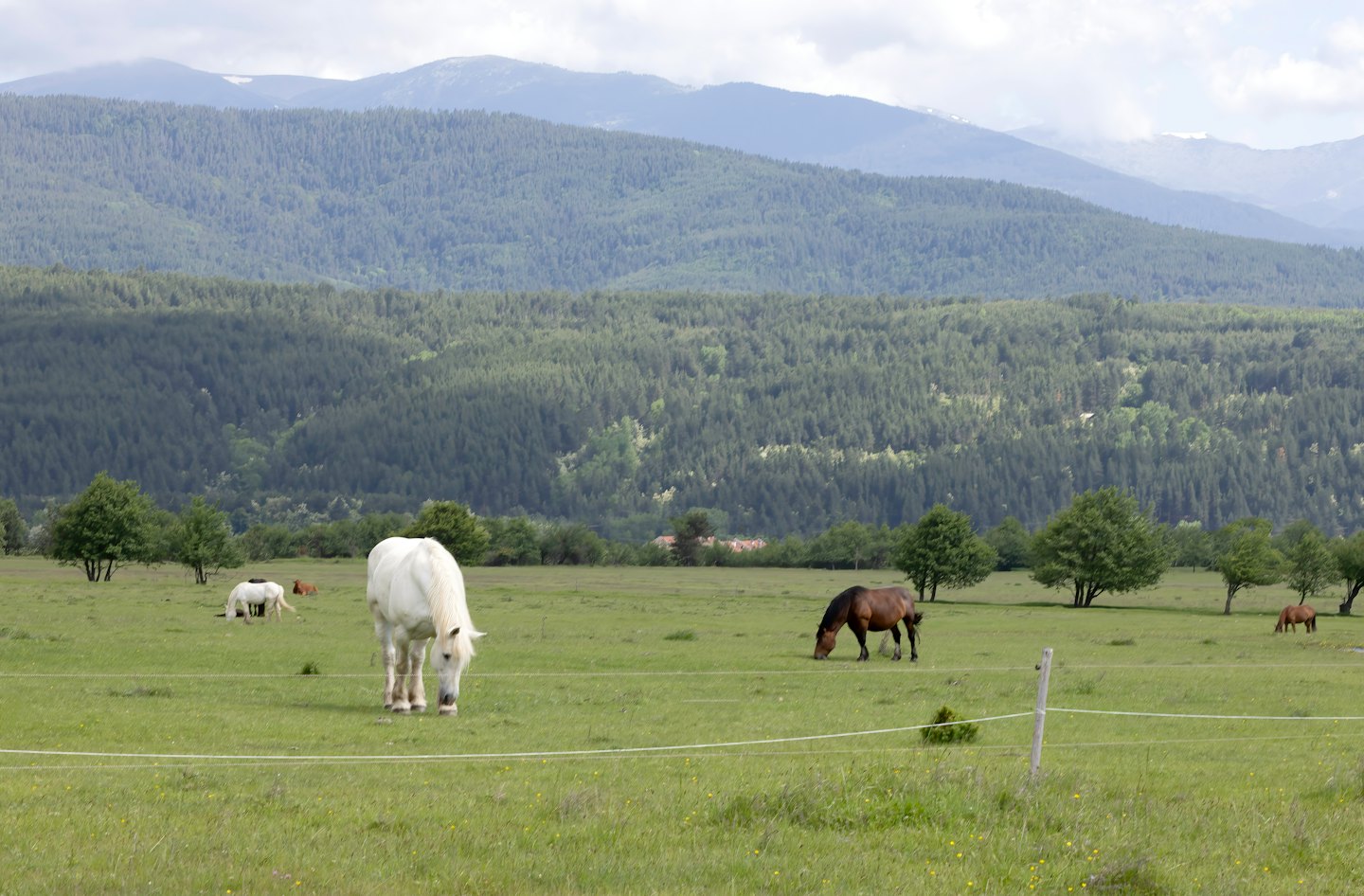Horses graze in a green pasture near distant mountains.