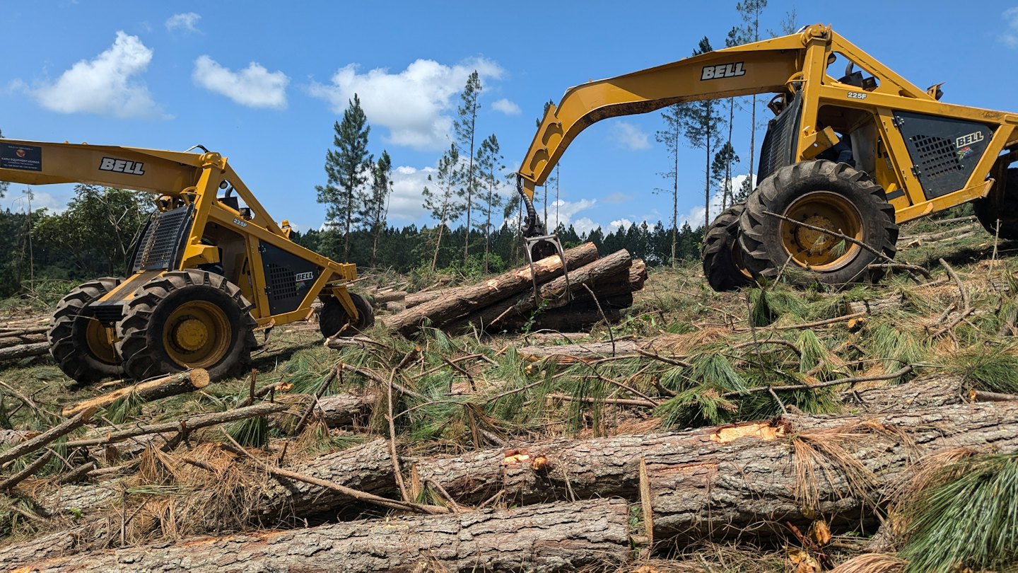 Two yellow logging skidders move cut pine logs in a forest.